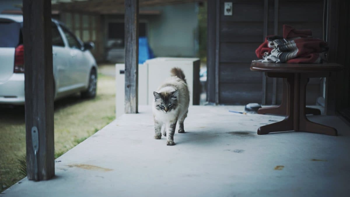 SONYα7S2にCarlZeiss55mmf1.8のテストショット。
