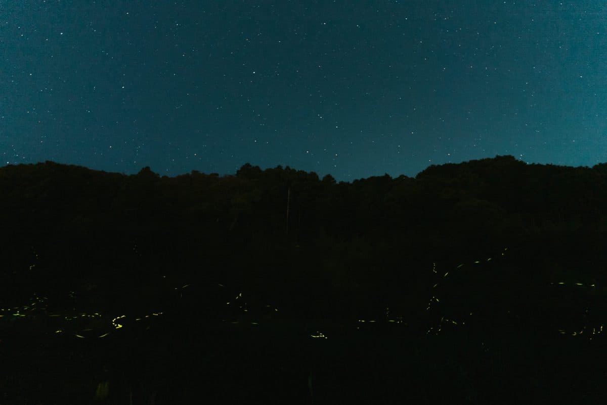 SONY α7sⅢ・ISO51200で撮る夜のホタル