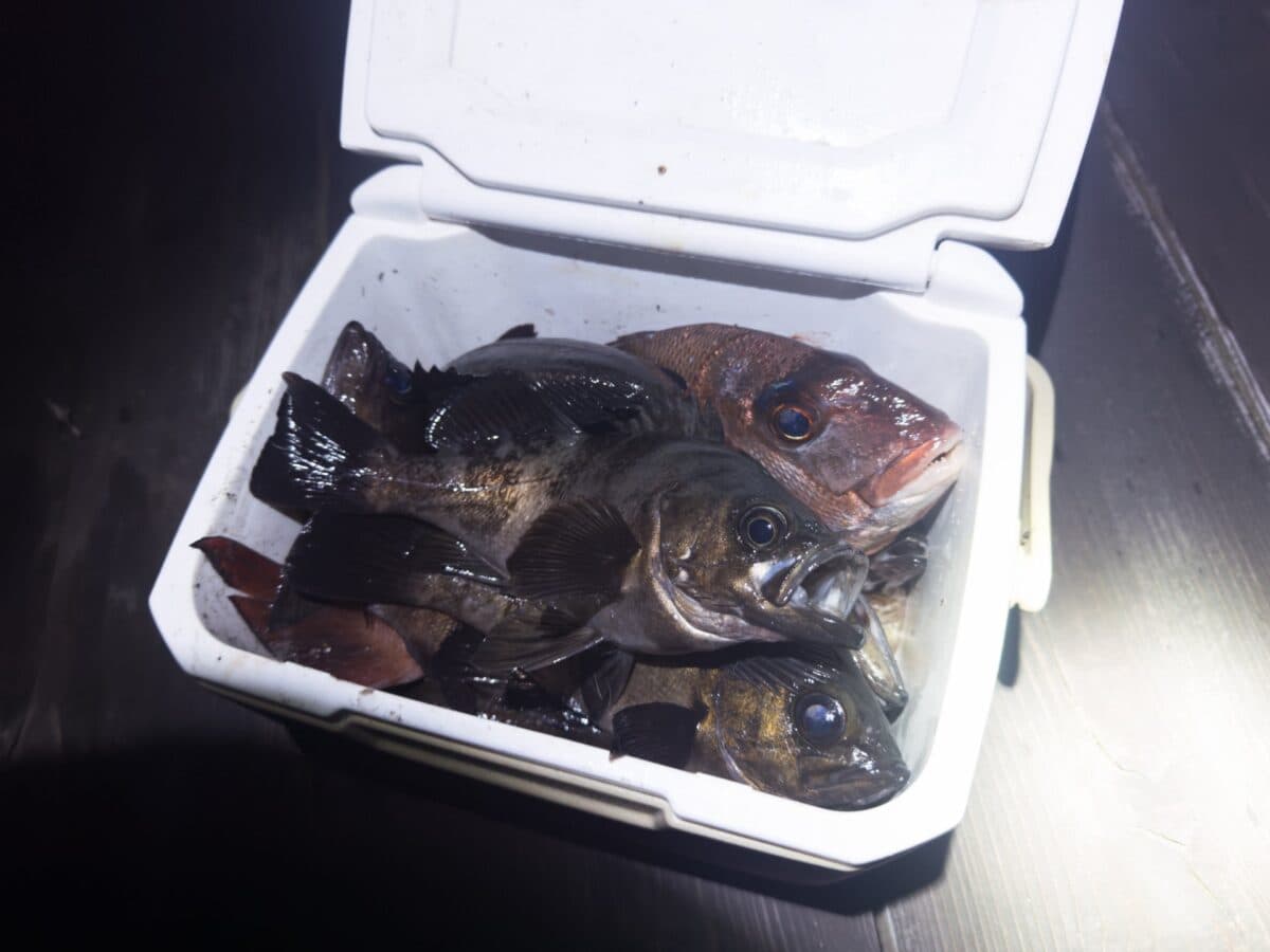 メバル、真鯛、アマゴにヒラセイゴ。冷蔵庫が魚で満たされる、釣り人にとって最高の季節