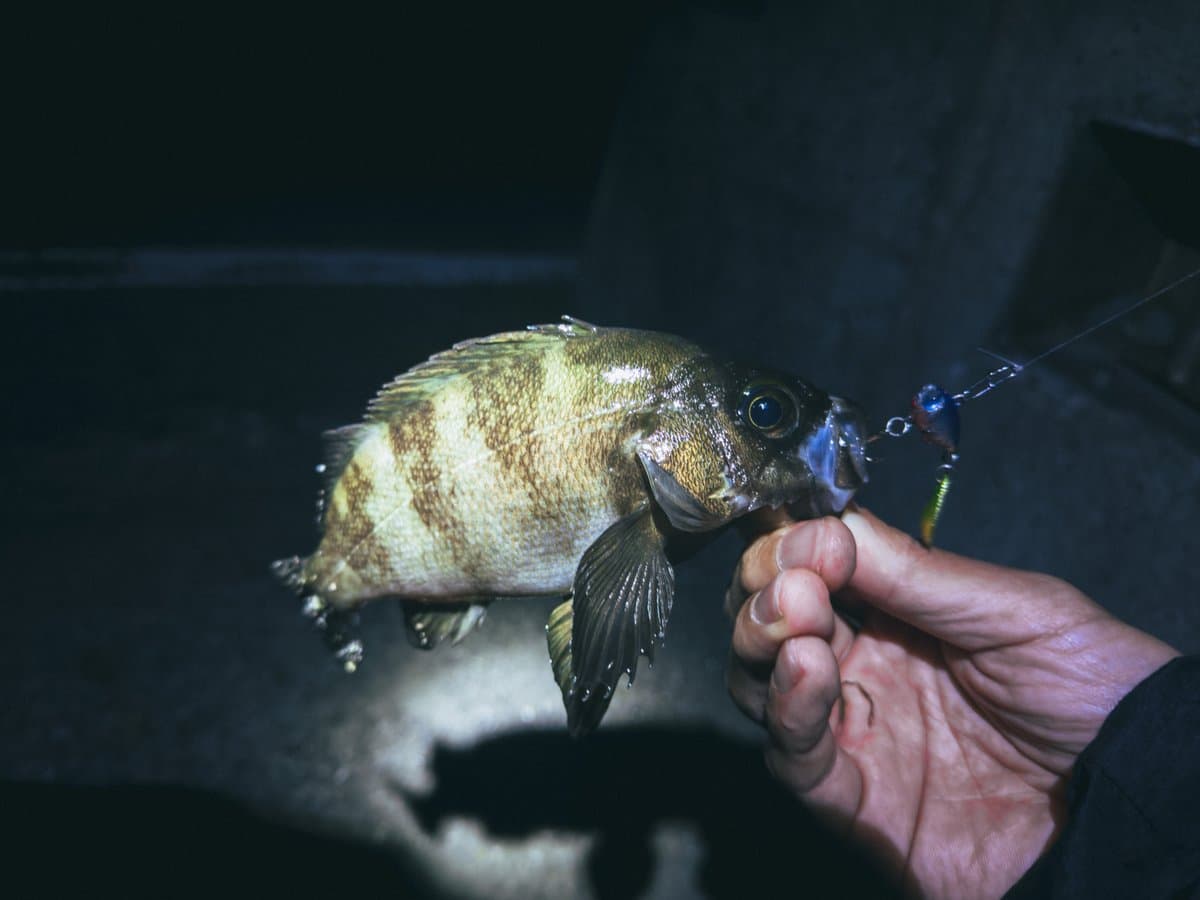 釣った魚は栄養の宝庫:メバルとマダイ