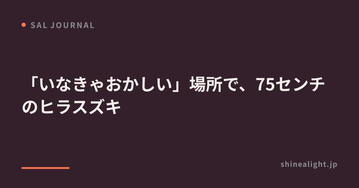 「いなきゃおかしい」場所で、75センチのヒラスズキ
